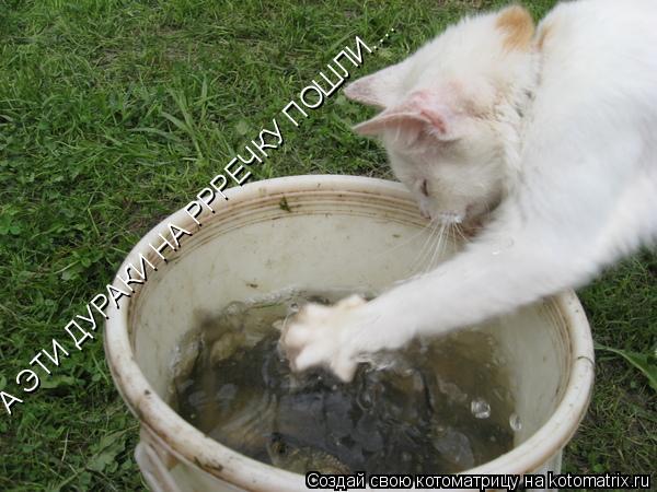 Котоматрица: А ЭТИ ДУРАКИ НА РРРЕЧКУ ПОШЛИ....