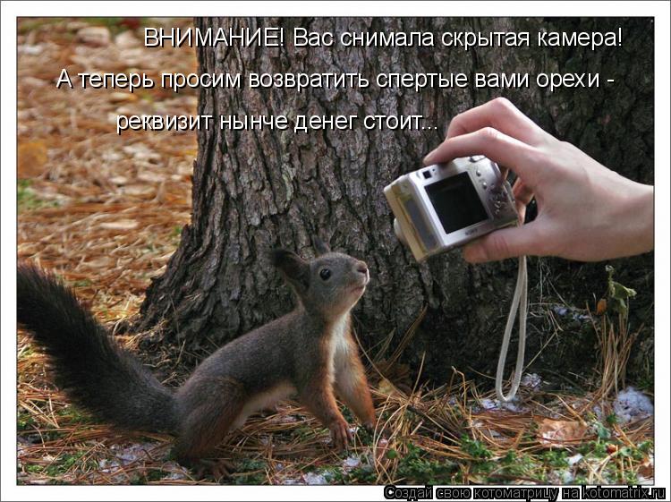 ВНИМАНИЕ! Вас снимала скрытая камера! А теперь просим возвратить спертые вами орехи - реквизит нынче... Котоматрица: ВНИМАНИЕ! Вас снимала скрытая камера! А теперь просим возвратить спертые вами орехи - реквизит нынче денег стоит...
