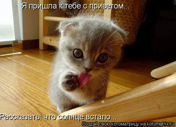 Я пришла к тебе с приветом... Рассказать, что солнце встало...... Котоматрица: Я пришла к тебе с приветом... Рассказать, что солнце встало...