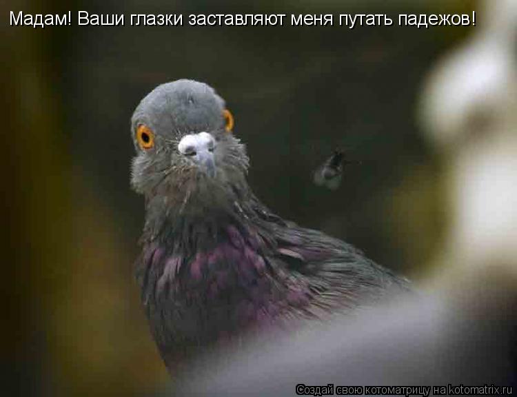 Мадам! Ваши глазки заставляют меня путать падежов!... Котоматрица: Мадам! Ваши глазки заставляют меня путать падежов!