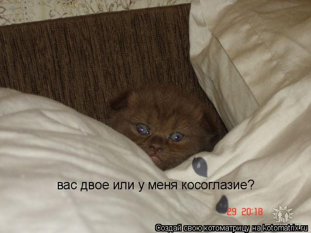 вас двое или у меня косоглазие?... Котоматрица: вас двое или у меня косоглазие?