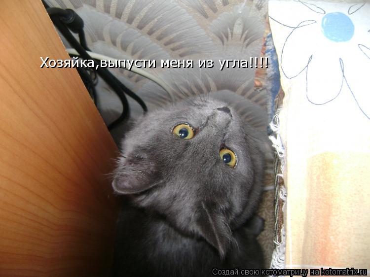 Хозяйка,выпусти меня из угла!!!!... Котоматрица: Хозяйка,выпусти меня из угла!!!!