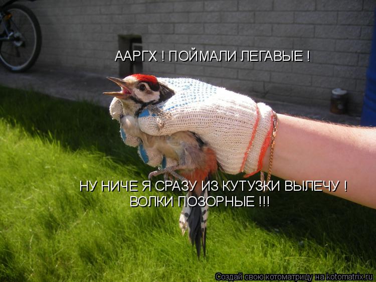 ААРГХ ! ПОЙМАЛИ ЛЕГАВЫЕ ! НУ НИЧЕ Я СРАЗУ ИЗ КУТУЗКИ ВЫЛЕЧУ ! ВОЛКИ ПОЗОРНЫЕ !!!... Котоматрица: ААРГХ ! ПОЙМАЛИ ЛЕГАВЫЕ ! НУ НИЧЕ Я СРАЗУ ИЗ КУТУЗКИ ВЫЛЕЧУ ! ВОЛКИ ПОЗОРНЫЕ !!!