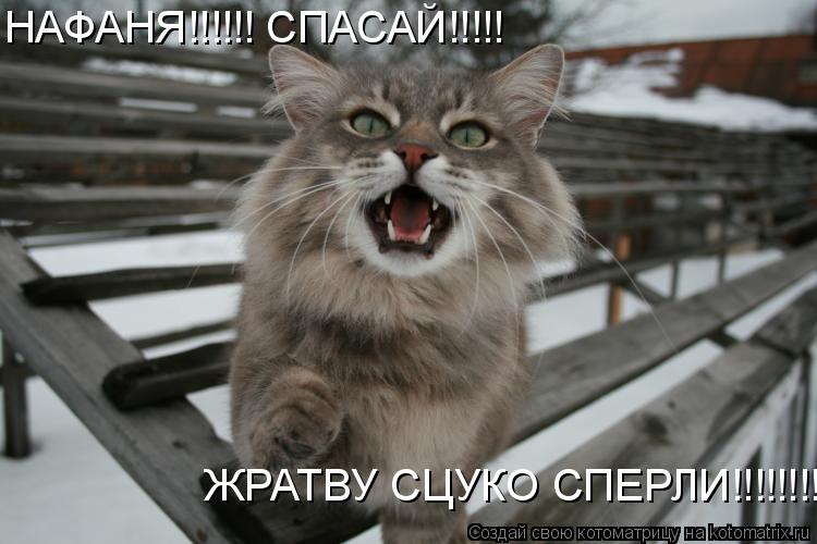 НАФАНЯ!!!!!! СПАСАЙ!!!!! ЖРАТВУ СЦУКО СПЕРЛИ!!!!!!!!... Котоматрица: НАФАНЯ!!!!!! СПАСАЙ!!!!! ЖРАТВУ СЦУКО СПЕРЛИ!!!!!!!!