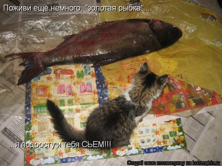 Поживи еще немного, "золотая рыбка" ... ...я подросту и тебя СЬЕМ!!!... Котоматрица: Поживи еще немного, "золотая рыбка" ... ...я подросту и тебя СЬЕМ!!!