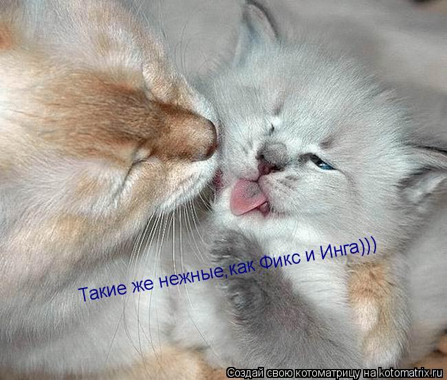Такие же нежные,как Фикс и Инга)))... Котоматрица: Такие же нежные,как Фикс и Инга)))