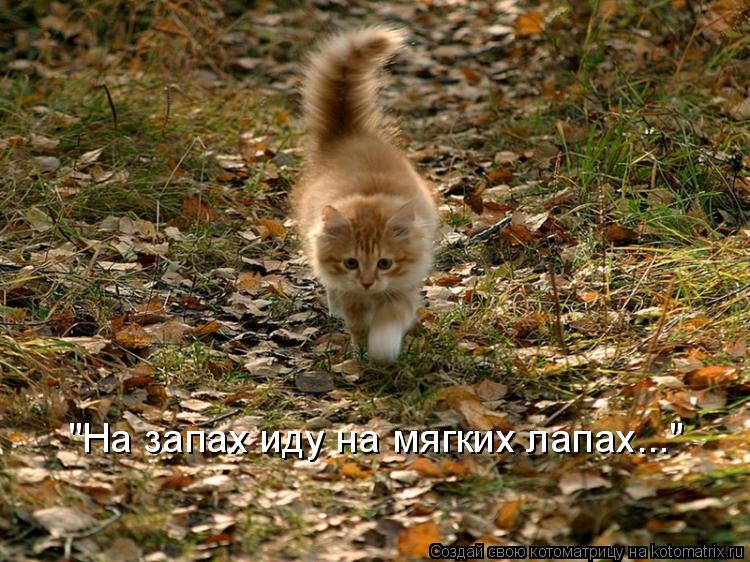 "На запах иду на мягких лапах..."... Котоматрица: "На запах иду на мягких лапах..."