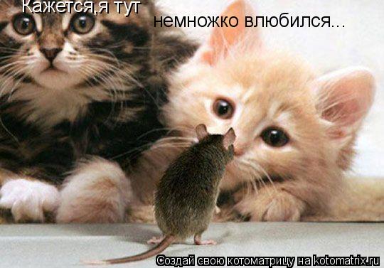 немножко влюбился... Кажется,я тут... Котоматрица: немножко влюбился... Кажется,я тут