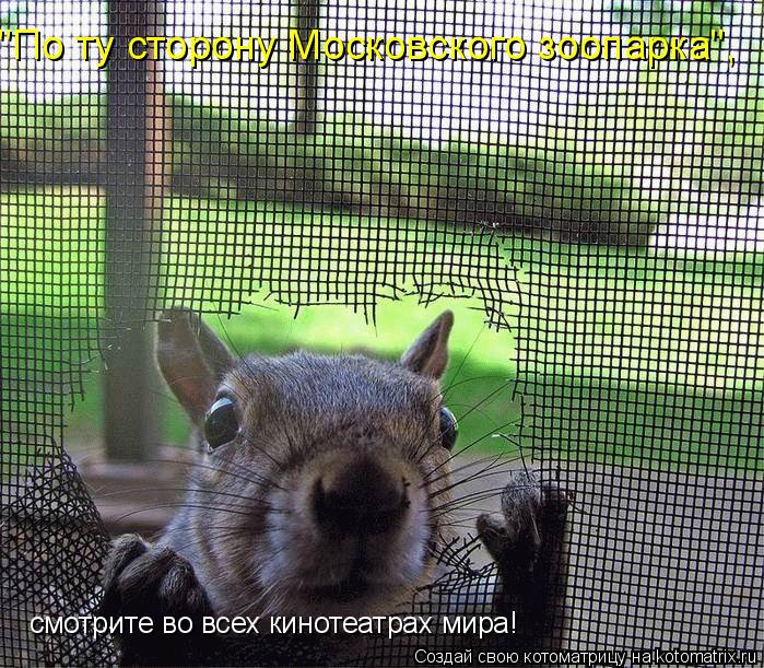 "По ту сторону Московского зоопарка", смотрите во всех кинотеатрах мира!... Котоматрица: "По ту сторону Московского зоопарка", смотрите во всех кинотеатрах мира!