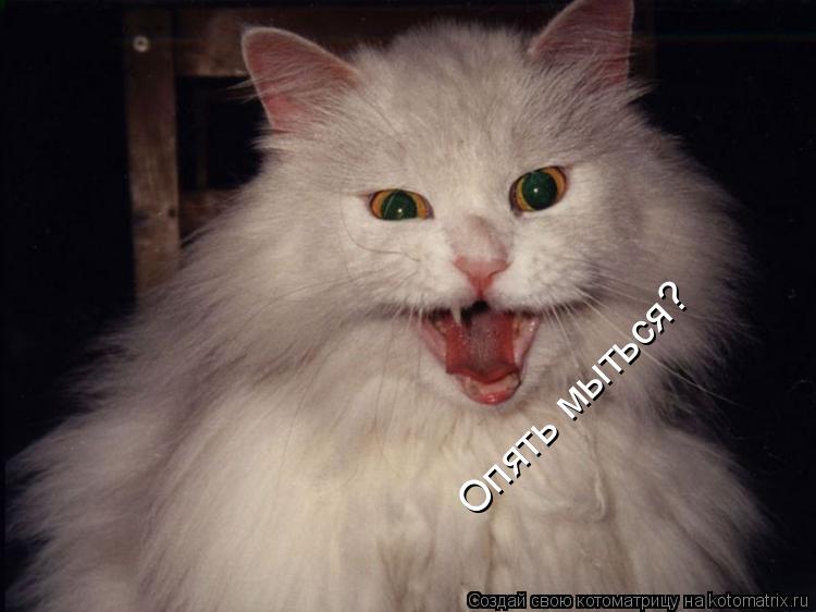 Опять мыться?... Котоматрица: Опять мыться?