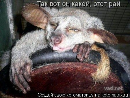 Так вот он какой, этот рай...... Котоматрица: Так вот он какой, этот рай...