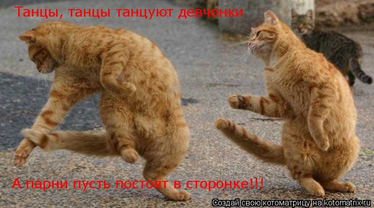 Танцы, танцы танцуют девчонки А парни пусть постоят в сторонке!!!... Котоматрица: Танцы, танцы танцуют девчонки А парни пусть постоят в сторонке!!!