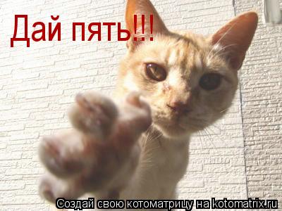 Дай пять!!!... Котоматрица: Дай пять!!!