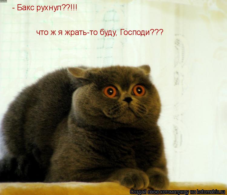 - Бакс рухнул??!!! что ж я жрать-то буду, Господи???... Котоматрица: - Бакс рухнул??!!! что ж я жрать-то буду, Господи???