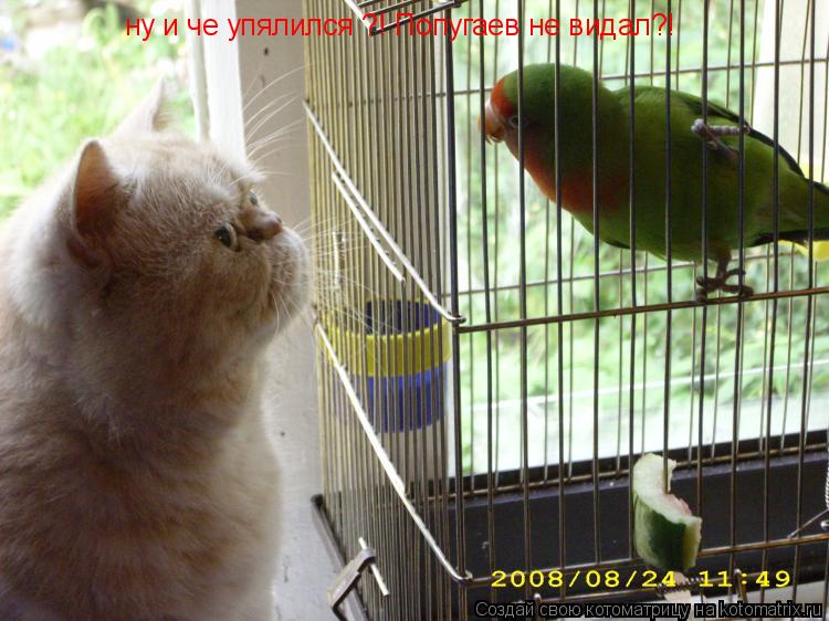 ну и че упялился ?! Попугаев не видал?!... Котоматрица: ну и че упялился ?! Попугаев не видал?!