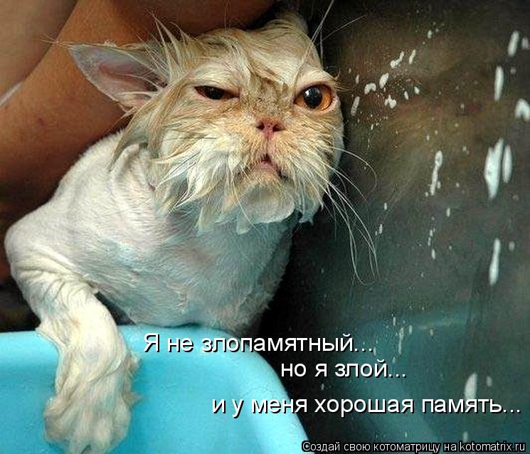 Я не злопамятный... но я злой... и у меня хорошая память...... Котоматрица: Я не злопамятный... но я злой... и у меня хорошая память...