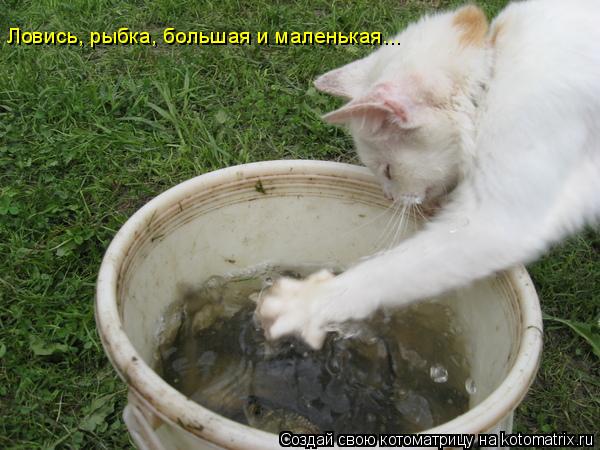 Ловись, рыбка, большая и маленькая...... Котоматрица: Ловись, рыбка, большая и маленькая...