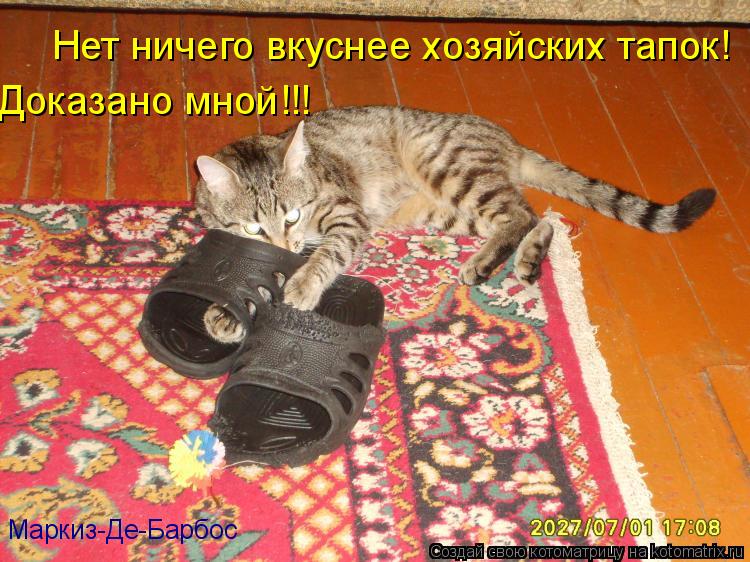 Доказано мной!!! Маркиз-Де-Барбос Нет ничего вкуснее хозяйских тапок!... Котоматрица: Доказано мной!!! Маркиз-Де-Барбос Нет ничего вкуснее хозяйских тапок!