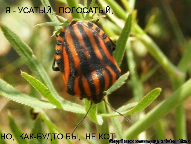 Я - УСАТЫЙ, ПОЛОСАТЫЙ, Я - УСАТЫЙ, ПОЛОСАТЫЙ, НО, КАК-БУДТО БЫ, НЕ КОТ........ Котоматрица: Я - УСАТЫЙ, ПОЛОСАТЫЙ, Я - УСАТЫЙ, ПОЛОСАТЫЙ, НО, КАК-БУДТО БЫ, НЕ КОТ.....