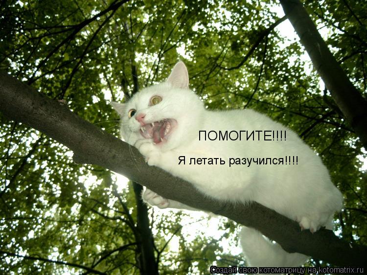 ПОМОГИТЕ!!!! Я летать разучился!!!!... Котоматрица: ПОМОГИТЕ!!!! Я летать разучился!!!!