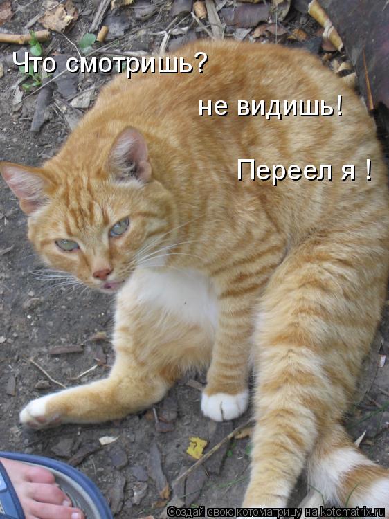 Что смотришь? не видишь! Переел я !... Котоматрица: Что смотришь? не видишь! Переел я !