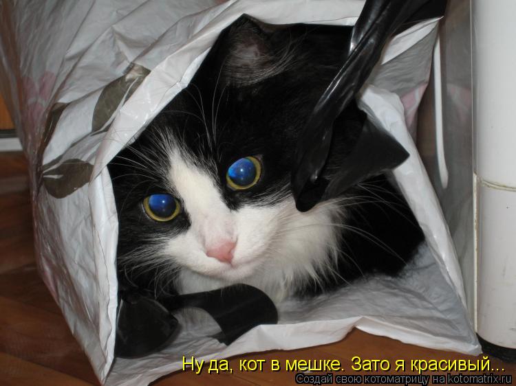 Котоматрица: Ну да, кот в мешке. Зато я красивый...
