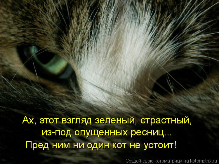 Ах, этот взгляд зеленый, страстный, из-под опущенных ресниц... Пред ним ни один кот не устоит!... Котоматрица: Ах, этот взгляд зеленый, страстный, из-под опущенных ресниц... Пред ним ни один кот не устоит!