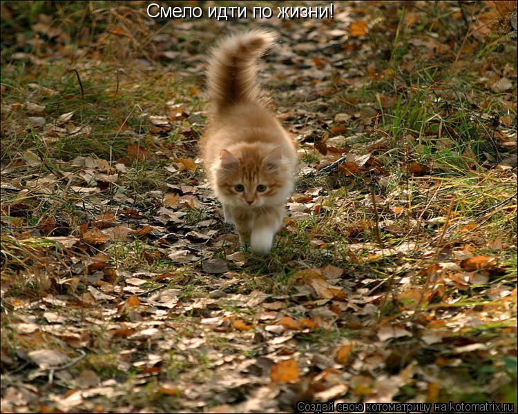 Смело идти по жизни!... Котоматрица: Смело идти по жизни!