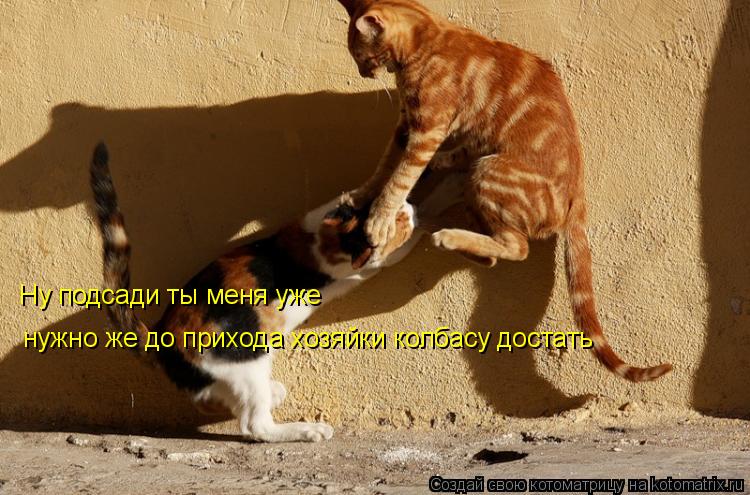 Ну подсади ты меня уже нужно же до прихода хозяйки колбасу достать... Котоматрица: Ну подсади ты меня уже нужно же до прихода хозяйки колбасу достать