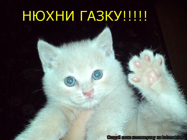 НЮХНИ ГАЗКУ!!!!!... Котоматрица: НЮХНИ ГАЗКУ!!!!!