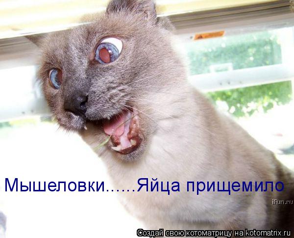 Котоматрица: Мышеловки......Яйца прищемило