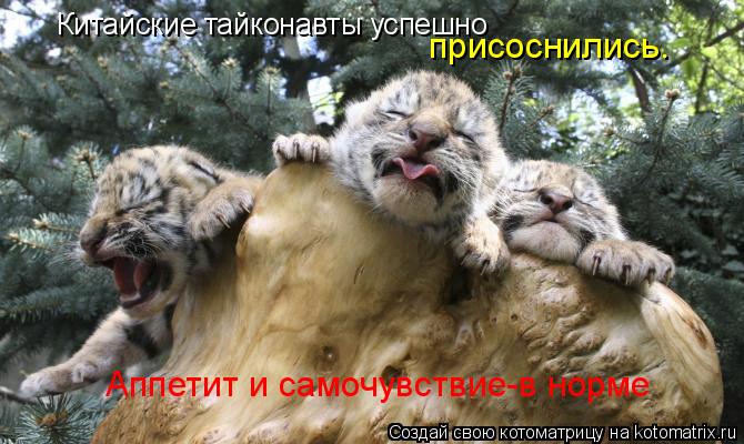 Котоматрица: Китайские тайконавты успешно  присоснились. Аппетит и самочувствие-в норме