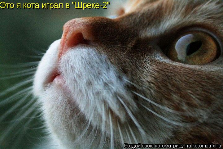 Котоматрица: Это я кота играл в "Шреке-2"