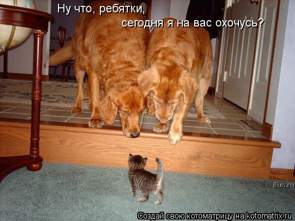 сегодня я на вас охочусь? Ну что, ребятки,... Котоматрица: сегодня я на вас охочусь? Ну что, ребятки,