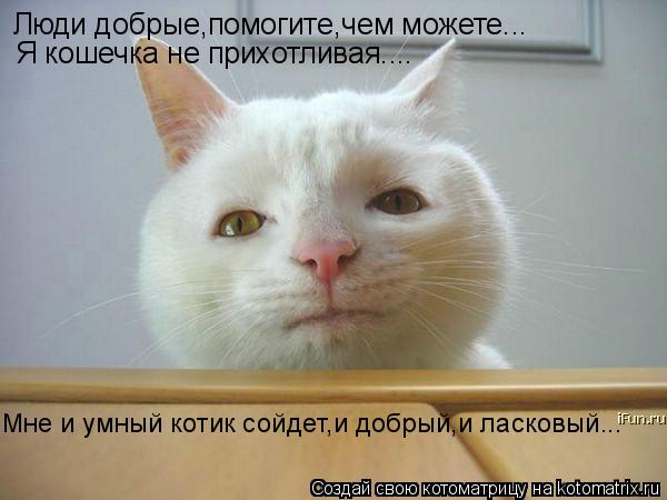 Люди добрые,помогите,чем можете... Я кошечка не прихотливая.... Мне и умный котик сойдет,и добрый,и л... Котоматрица: Люди добрые,помогите,чем можете... Я кошечка не прихотливая.... Мне и умный котик сойдет,и добрый,и ласковый...