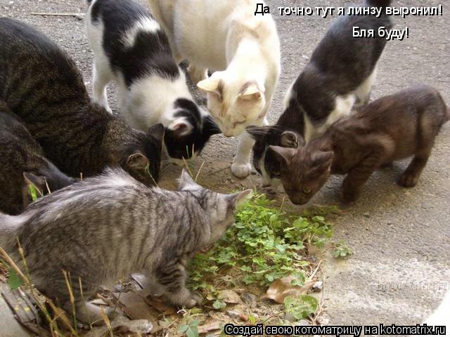 точно тут я линзу выронил! Да Бля буду!... Котоматрица: точно тут я линзу выронил! Да Бля буду!
