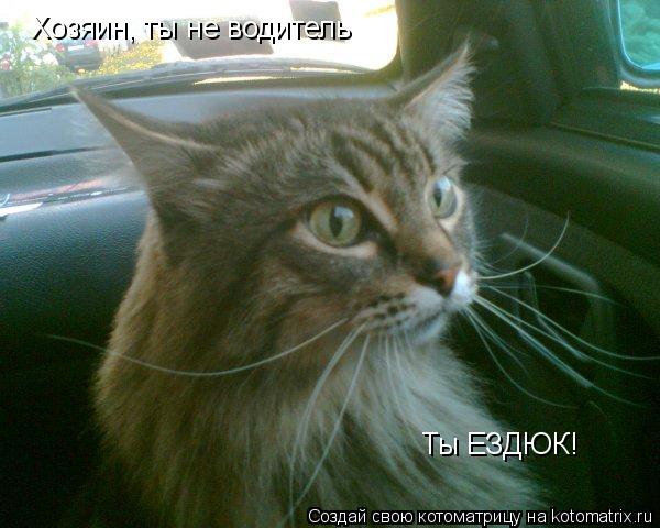 Хозяин, ты не водитель Ты ЕЗДЮК!... Котоматрица: Хозяин, ты не водитель Ты ЕЗДЮК!