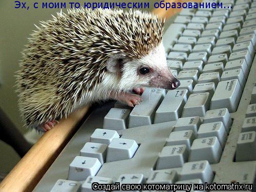 Эх, с моим то юридическим образованием...... Котоматрица: Эх, с моим то юридическим образованием...