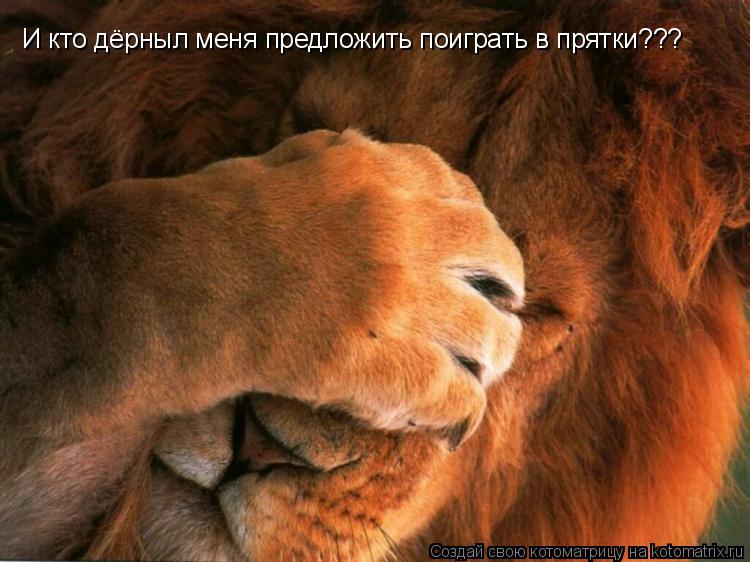 И кто дёрныл меня предложить поиграть в прятки???... Котоматрица: И кто дёрныл меня предложить поиграть в прятки???