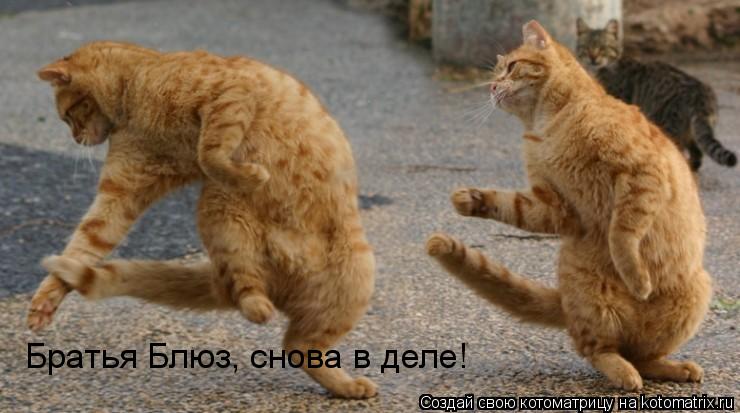 Братья Блюз, снова в деле!... Котоматрица: Братья Блюз, снова в деле!