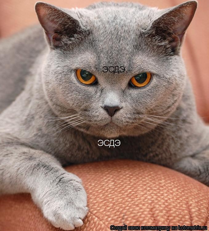 ЭСДЭ ЭСДЭ... Котоматрица: ЭСДЭ ЭСДЭ