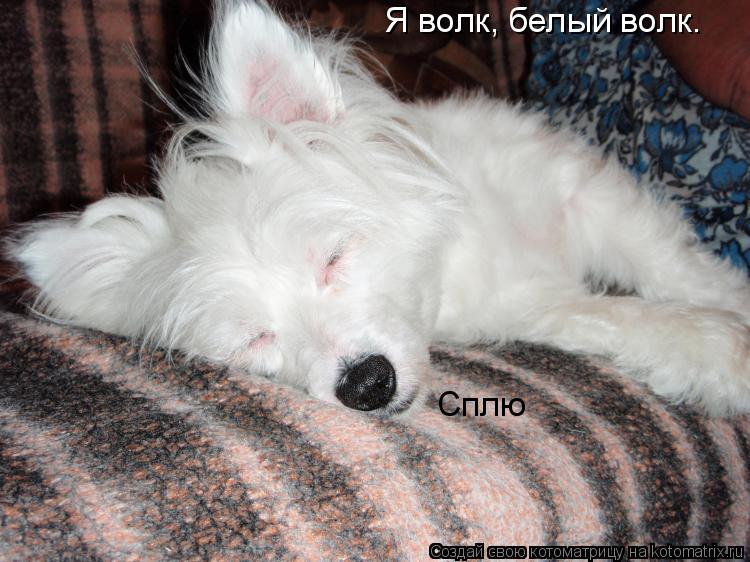Я волк, белый волк. Сплю... Котоматрица: Я волк, белый волк. Сплю