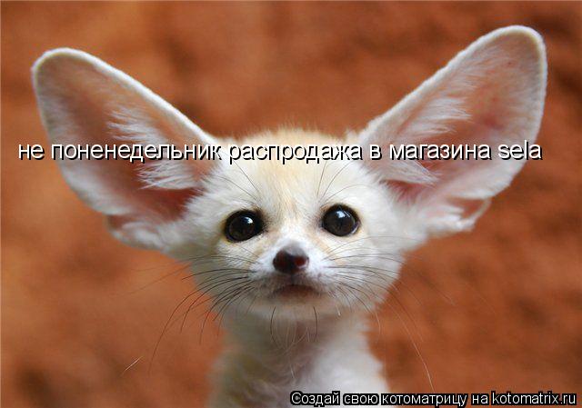 не поненедельник распродажа в магазина sela... Котоматрица: не поненедельник распродажа в магазина sela