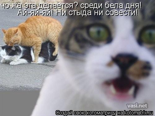 чо жа эта делается? среди бела дня! Ай-яй-яй! Ни стыда ни совести!... Котоматрица: чо жа эта делается? среди бела дня! Ай-яй-яй! Ни стыда ни совести!