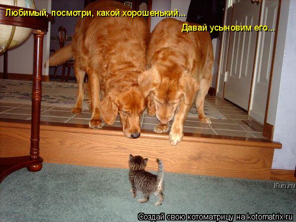 Любимый, посмотри, какой хорошенький... Давай усыновим его...... Котоматрица: Любимый, посмотри, какой хорошенький... Давай усыновим его...