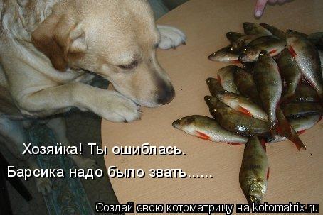 Хозяйка! Ты ошиблась. Барсика надо было звать......... Котоматрица: Хозяйка! Ты ошиблась. Барсика надо было звать......
