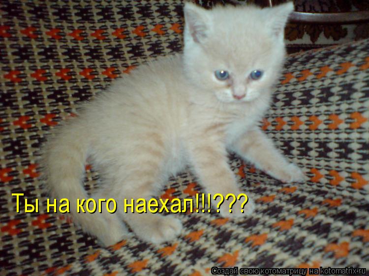 Ты на кого наехал!!!???... Котоматрица: Ты на кого наехал!!!???