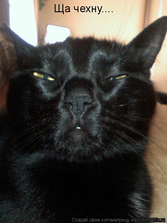 Ща чехну....... Котоматрица: Ща чехну....