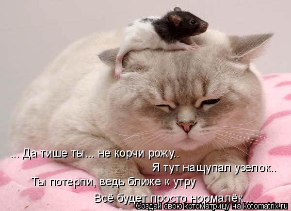 Котоматрица: ... Да тише ты... не корчи рожу.. Я тут нащупал узелок.. Ты потерпи, ведь ближе к утру Всё будет просто нормалёк...