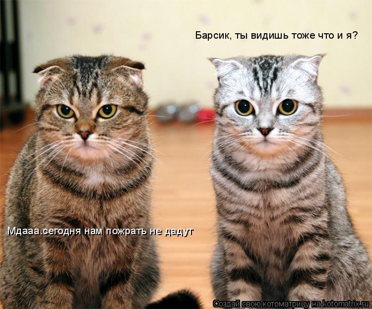 Барсик, ты видишь тоже что и я? Мдааа.сегодня нам пожрать не дадут... Котоматрица: Барсик, ты видишь тоже что и я? Мдааа.сегодня нам пожрать не дадут